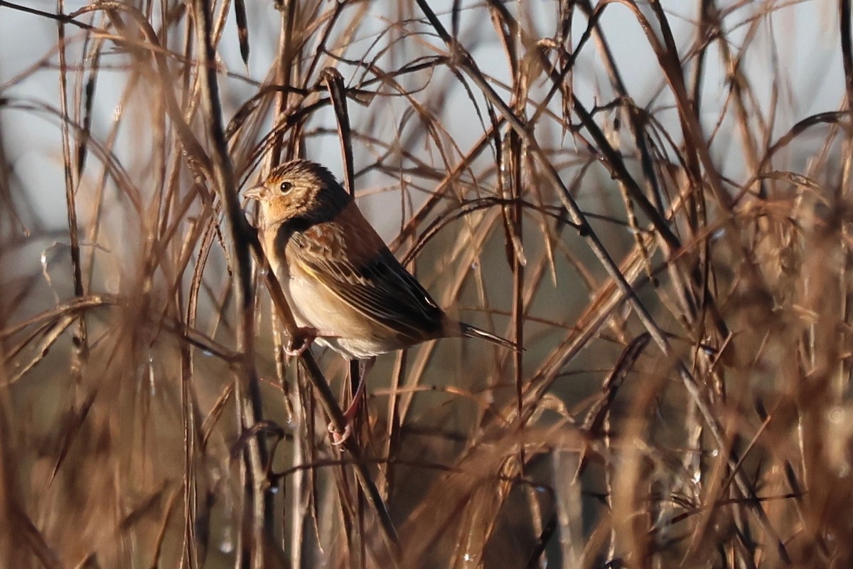 Grasshopper Sparrow - ML644591593