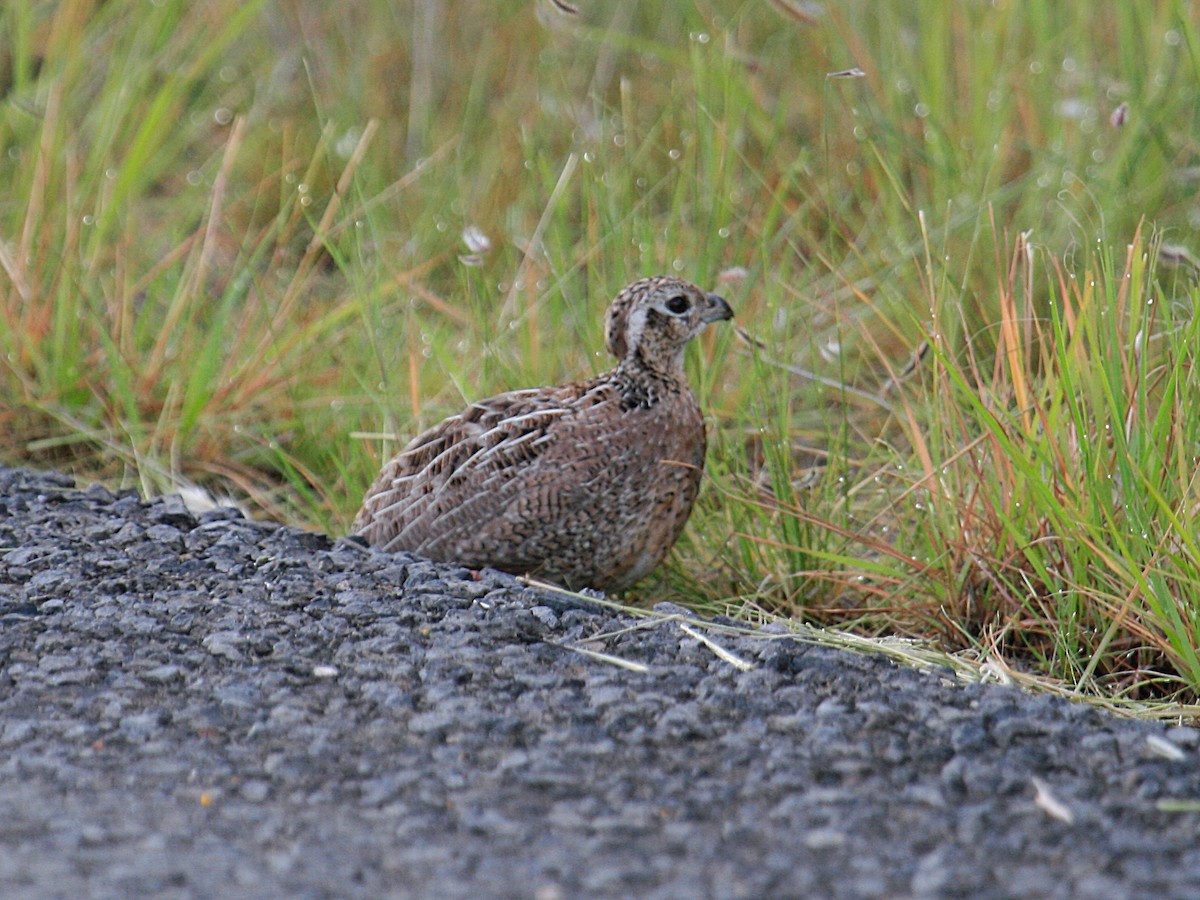 Montezuma Quail - ML644591595