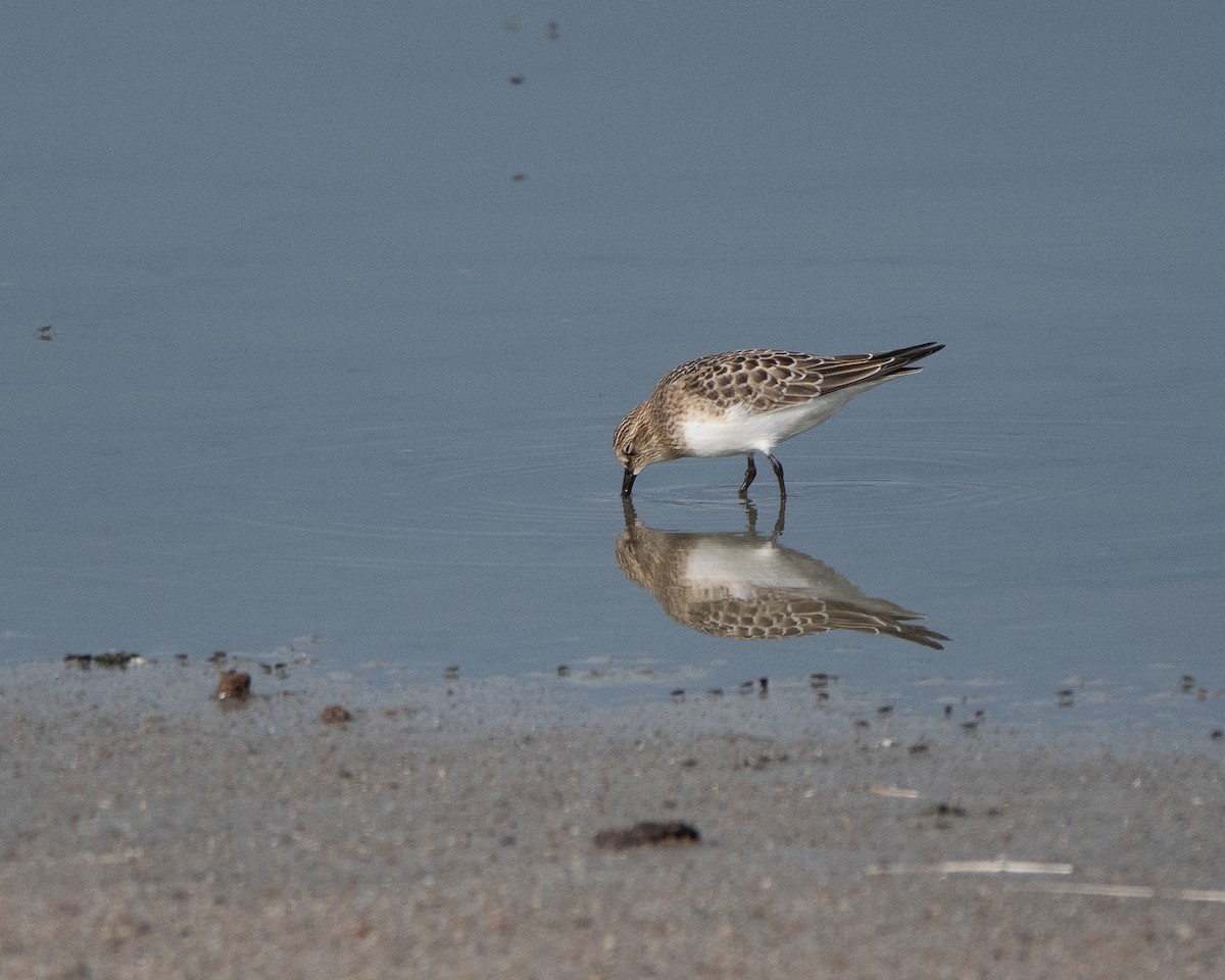 Baird's Sandpiper - ML644591596