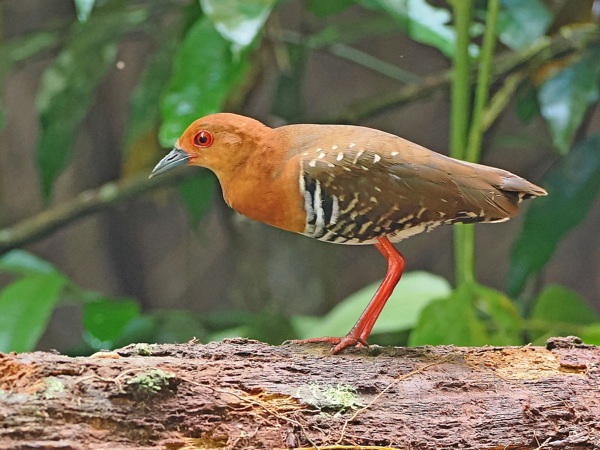 Red-legged Crake - ML644591603