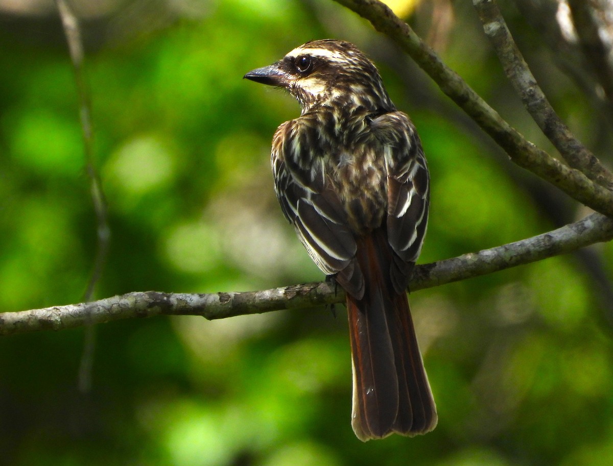 Streaked Flycatcher - ML644591606