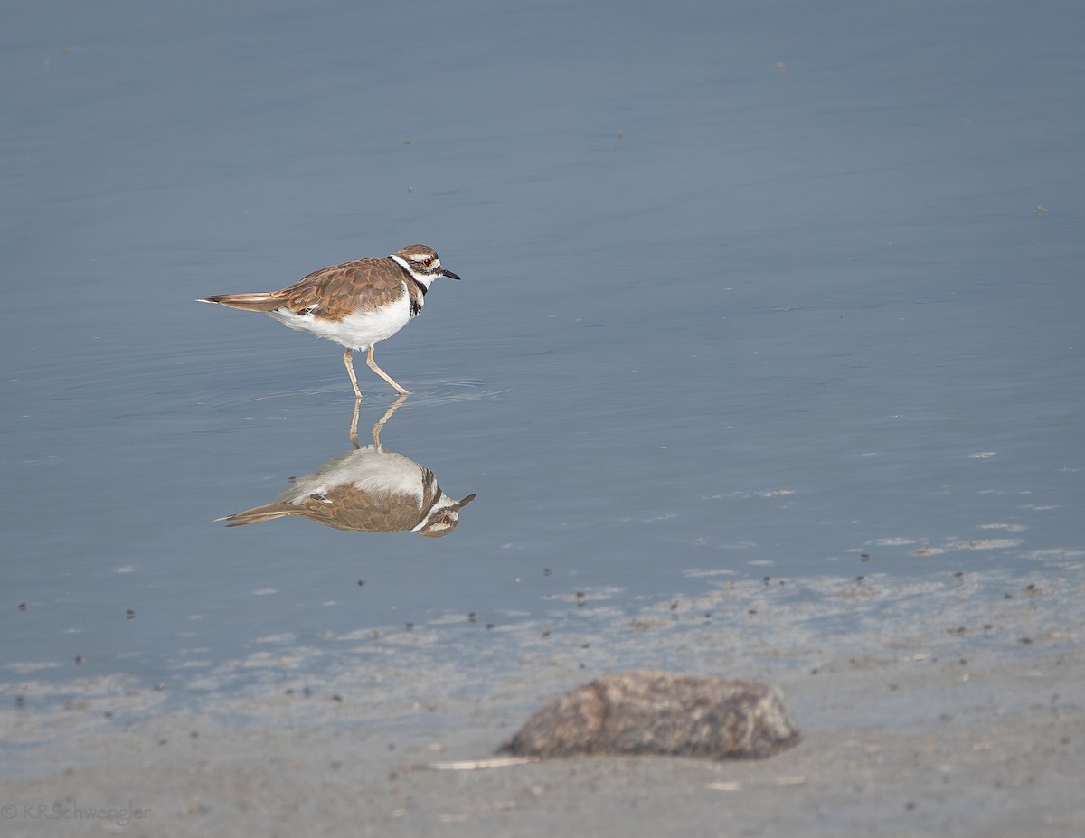 Killdeer - ML644591608