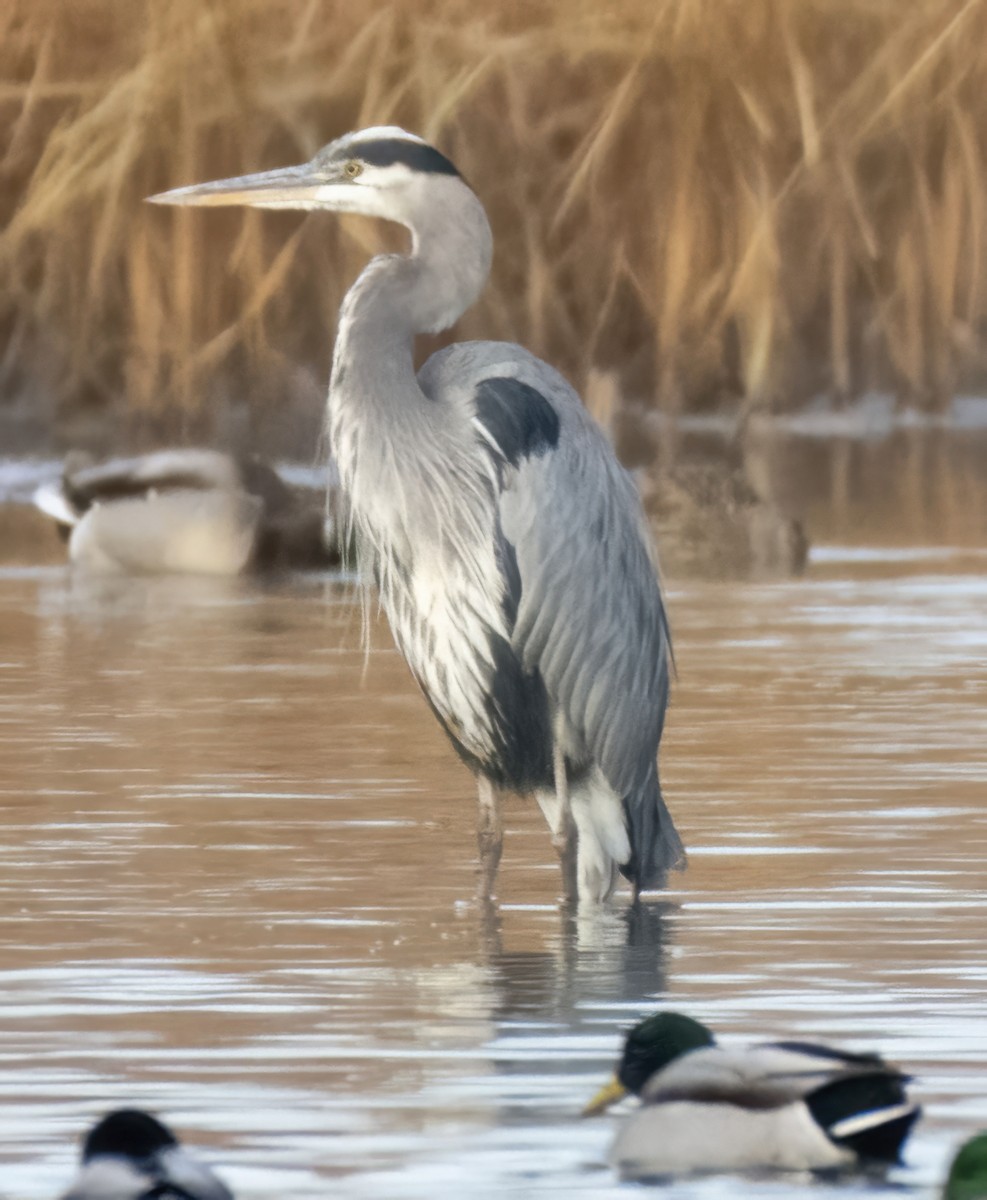 Amerika Gri Balıkçılı - ML644591609