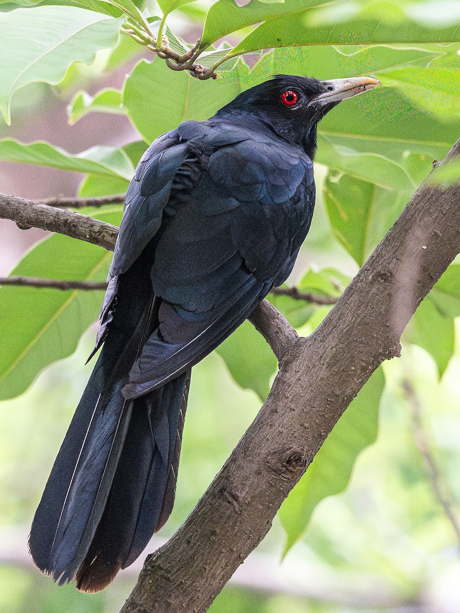 Asienkoel - ML644591612