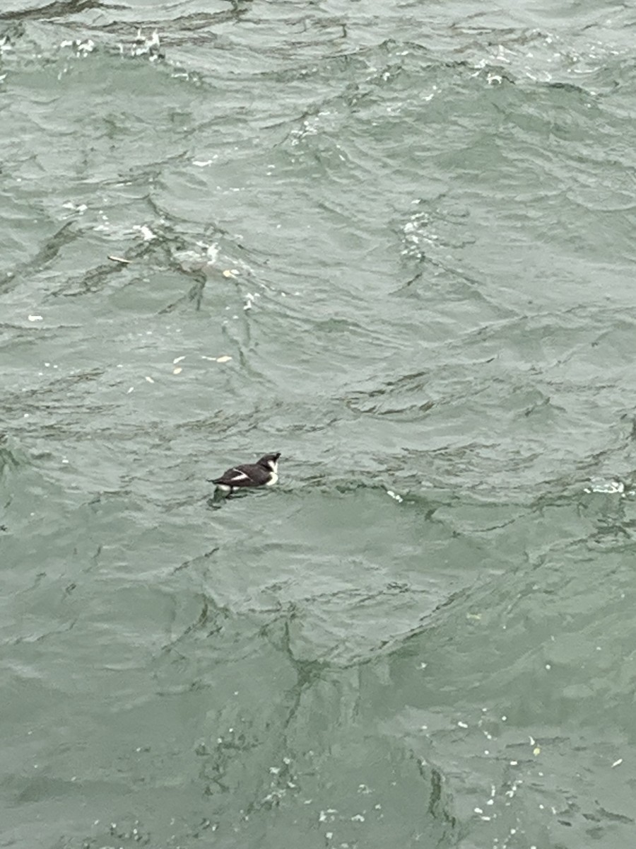 Razorbill - ML644591615