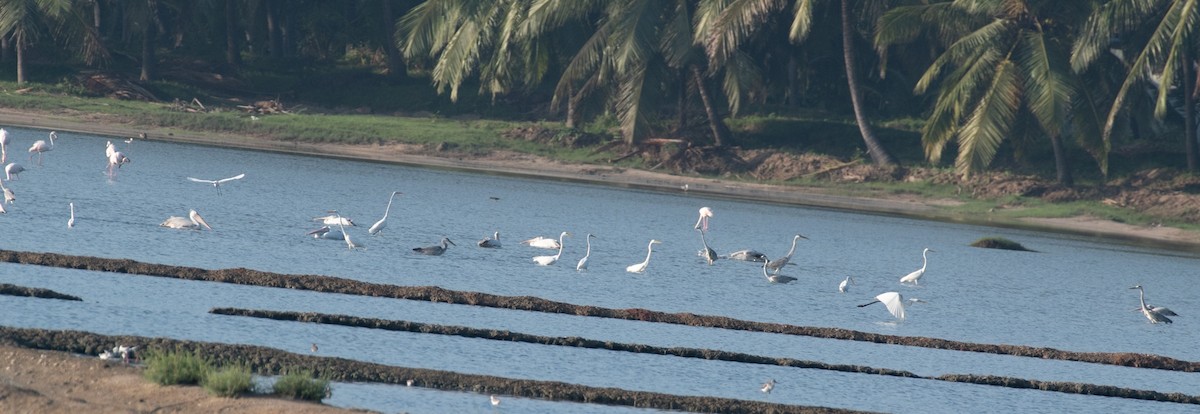 Silberreiher - ML644591616