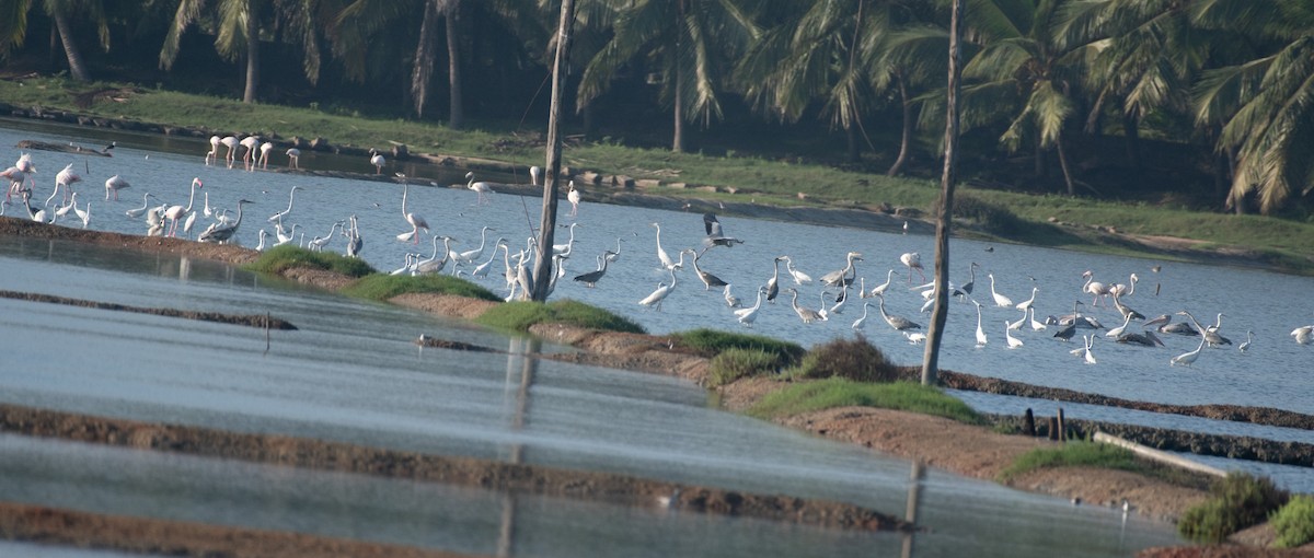 Silberreiher - ML644591617