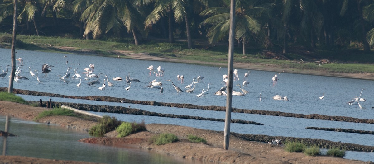 Silberreiher - ML644591618