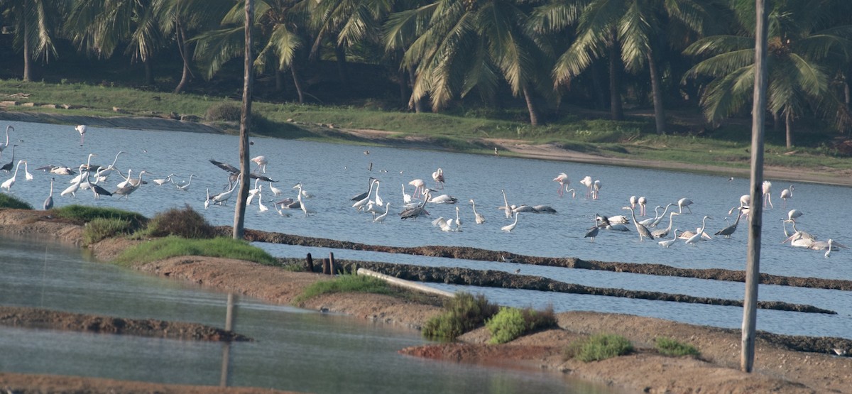 Silberreiher - ML644591619