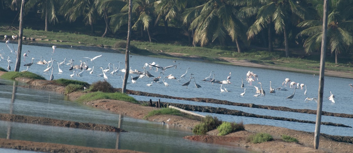 Silberreiher - ML644591621