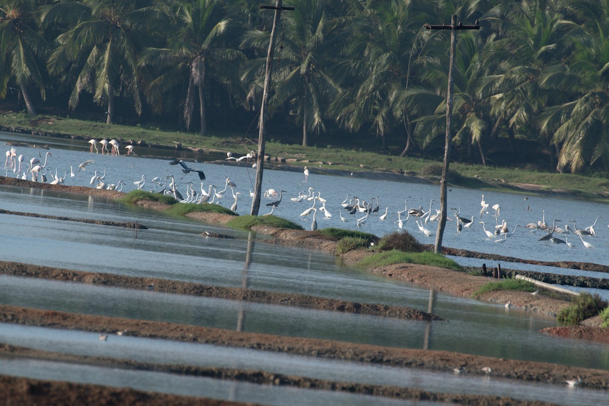 Silberreiher - ML644591622