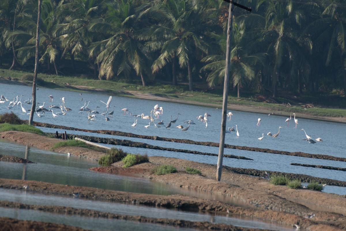 Silberreiher - ML644591623