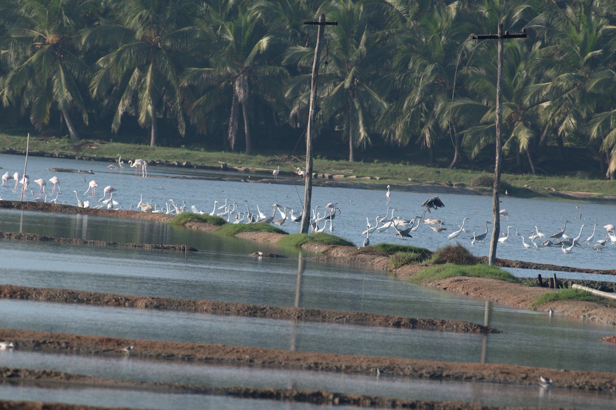 Silberreiher - ML644591624