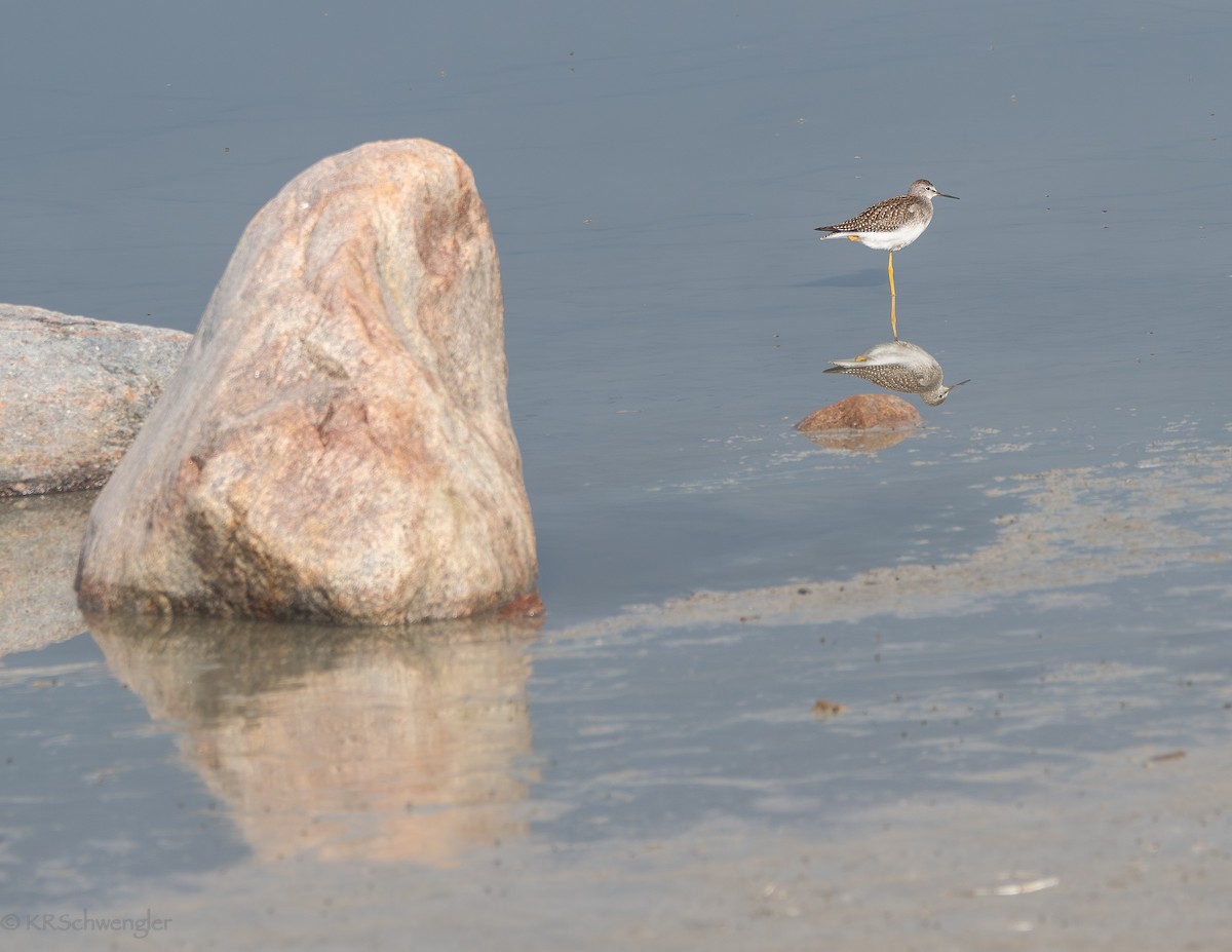 小黃腳鷸 - ML644591625