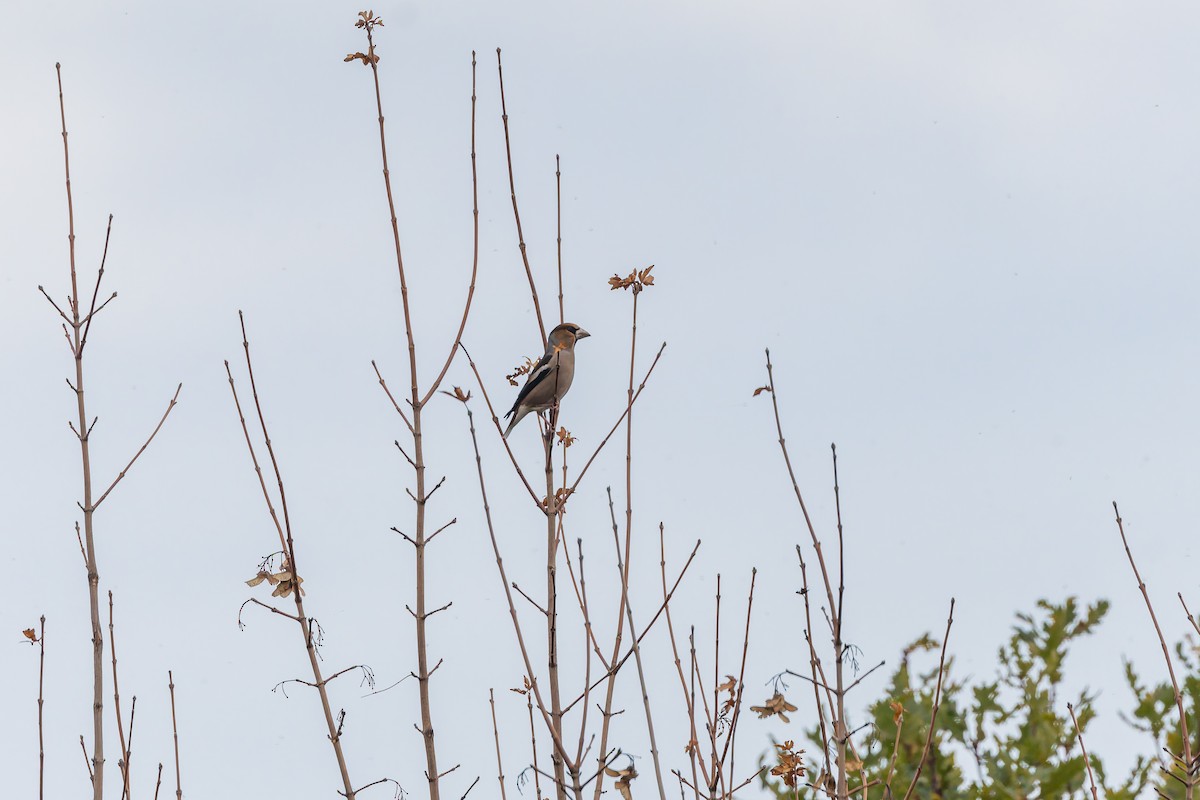 Gros-bec casse-noyaux - ML644591627