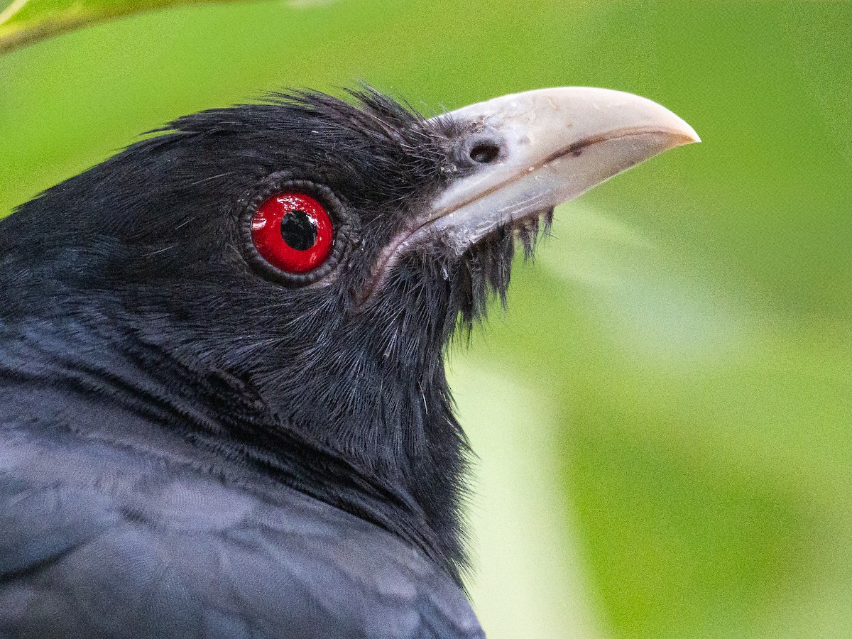 Asienkoel - ML644591628