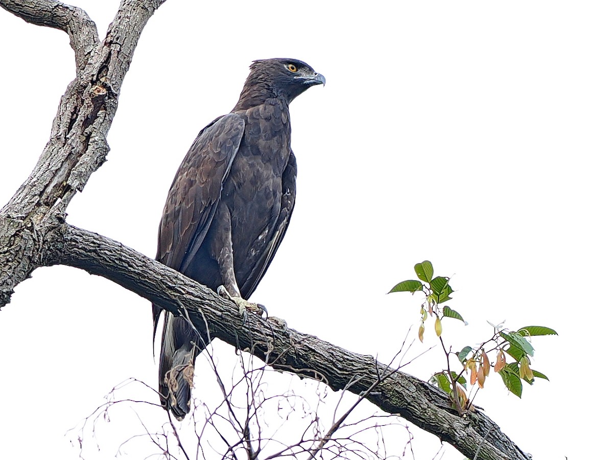 Changeable Hawk-Eagle - ML644591629