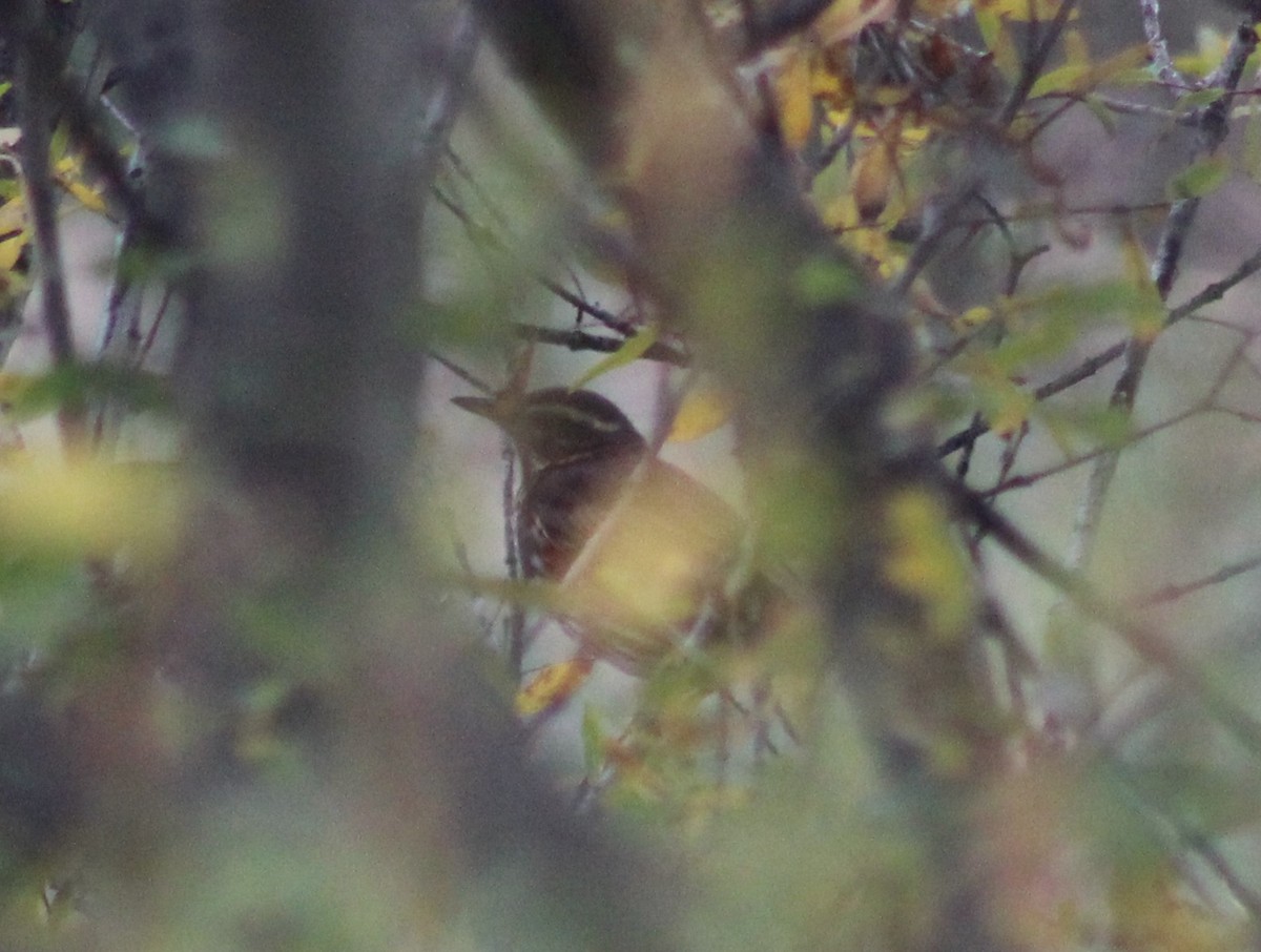 Дрізд білобровий - ML644591630