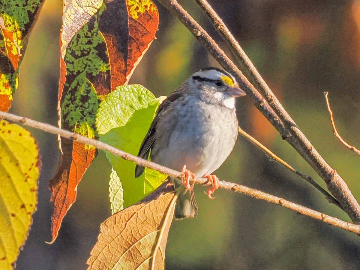 White-throated Sparrow - ML644591631