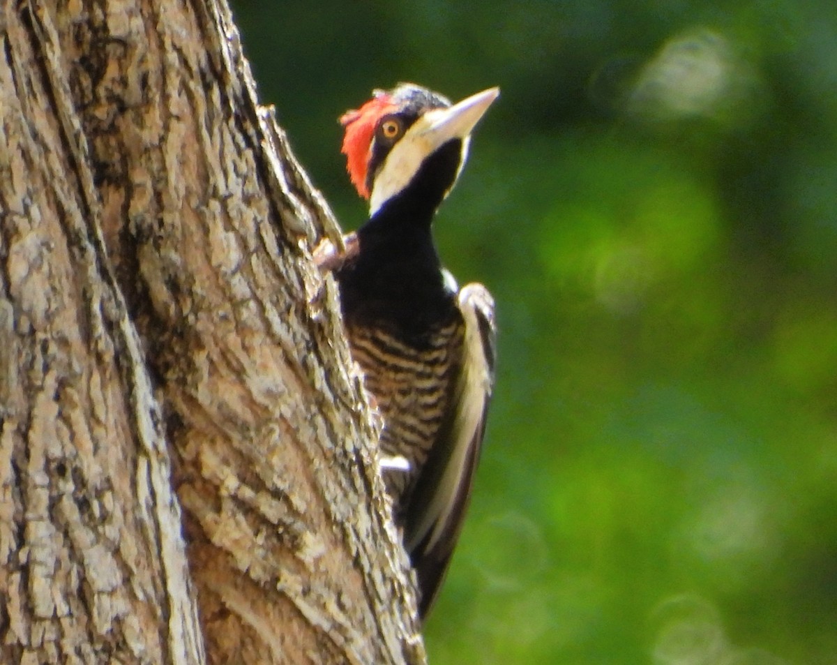 høvdingspett - ML644591632