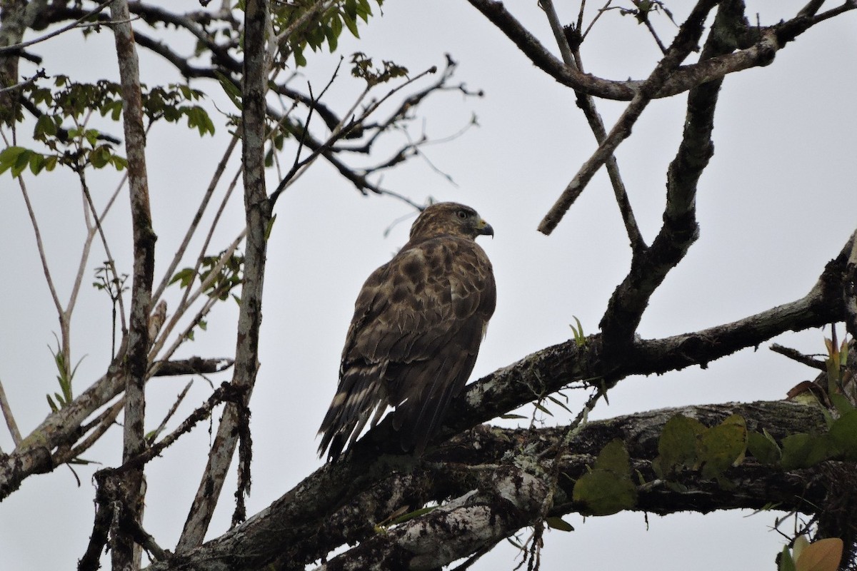 káně širokokřídlá - ML644591633