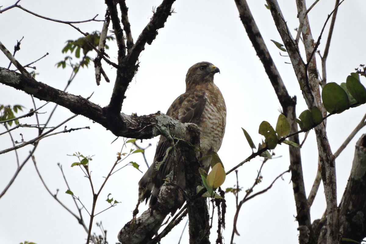 káně širokokřídlá - ML644591634