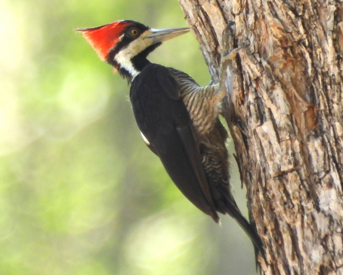 høvdingspett - ML644591636