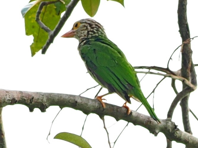 Lineated Barbet - ML644591637