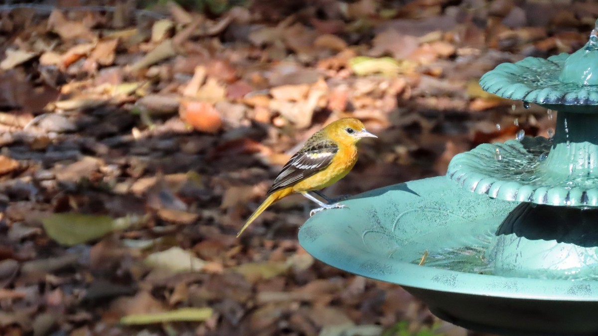 lundtrupial - ML644591638