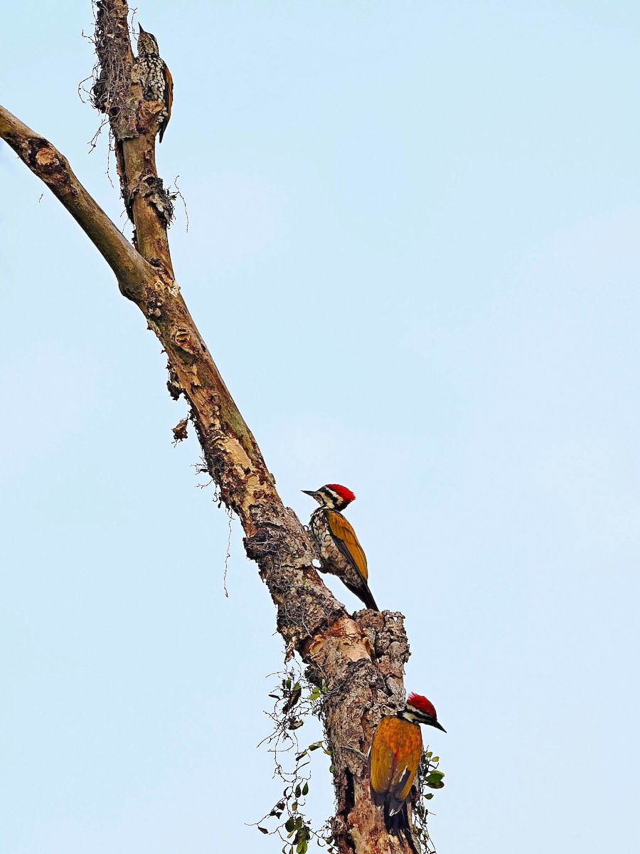 Common Flameback - ML644591640