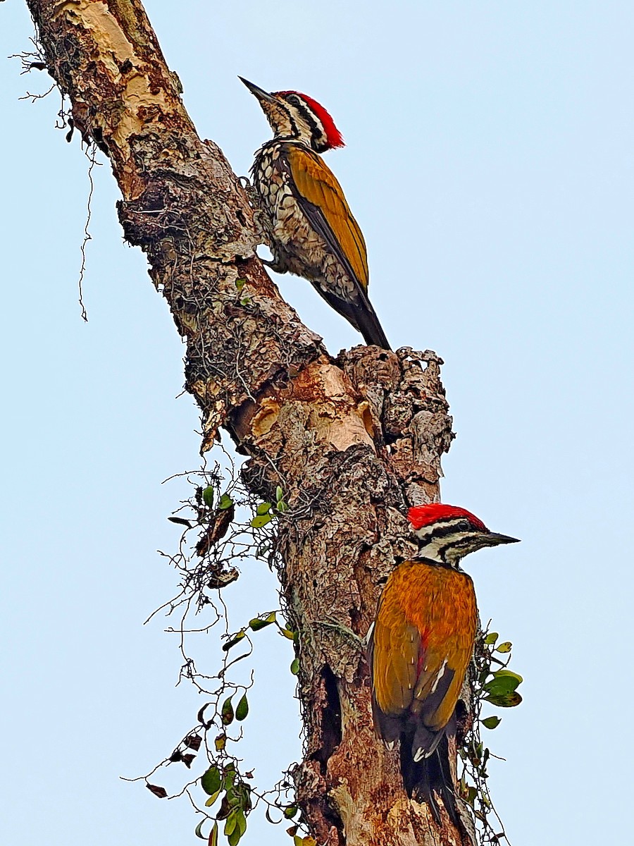 Common Flameback - ML644591643