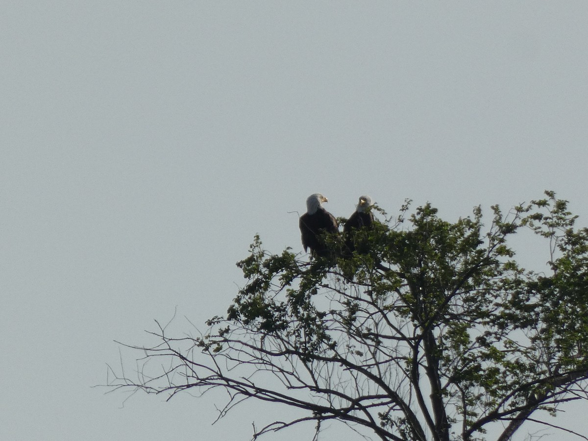 Pigargo Americano - ML644591645