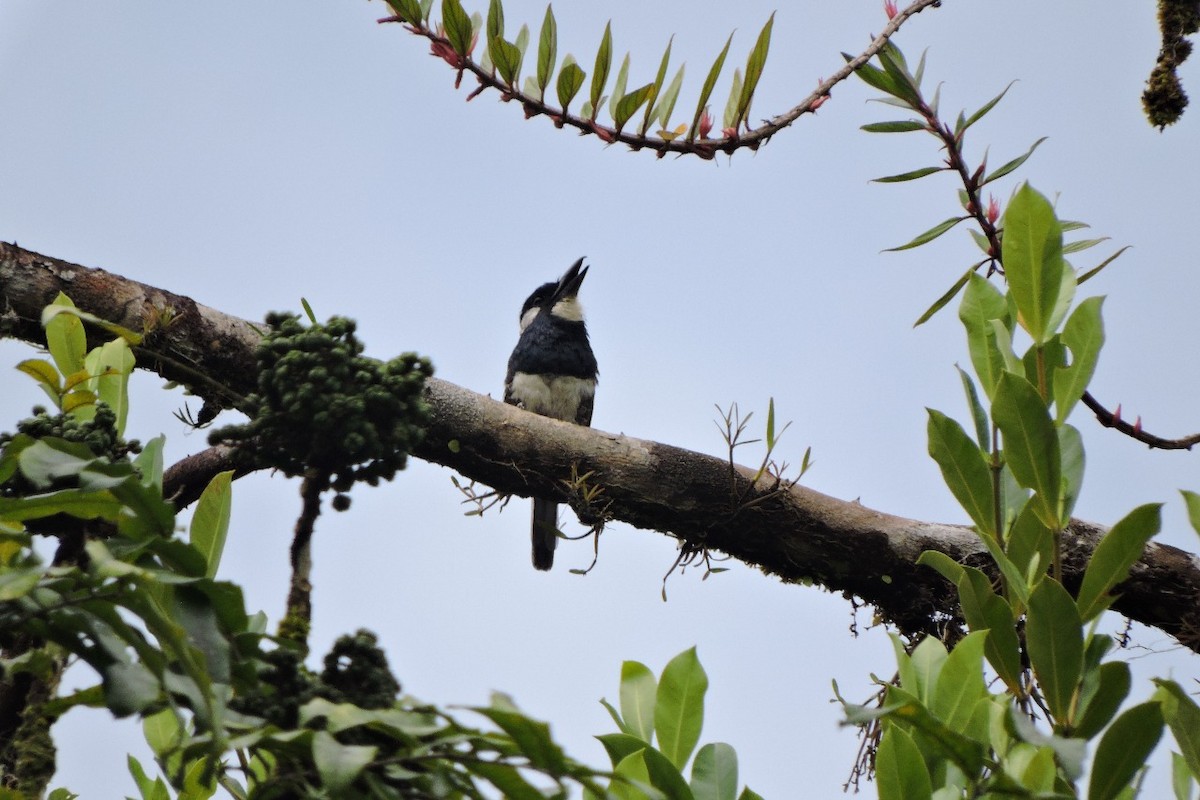Black-breasted Puffbird - ML644591650