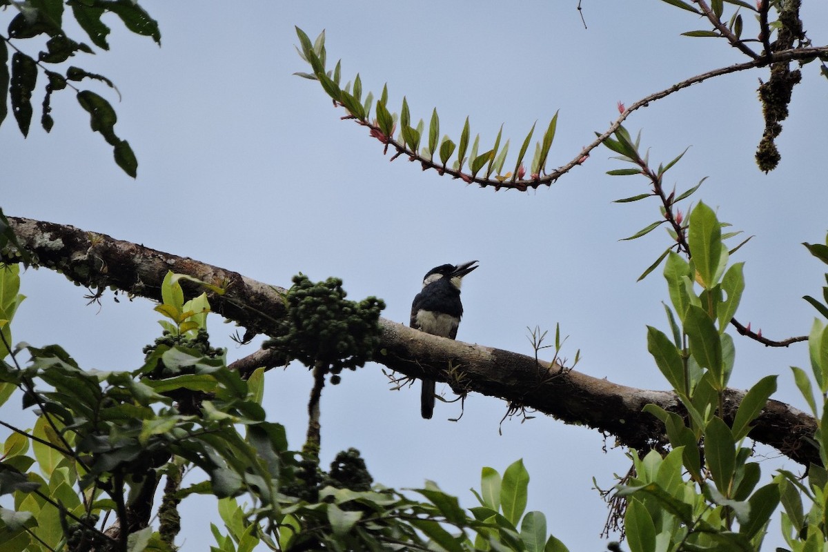 Black-breasted Puffbird - ML644591651