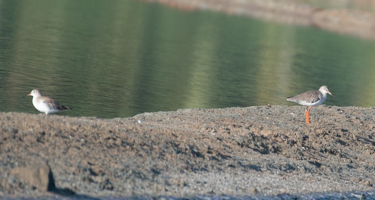 Rotschenkel - ML644591652