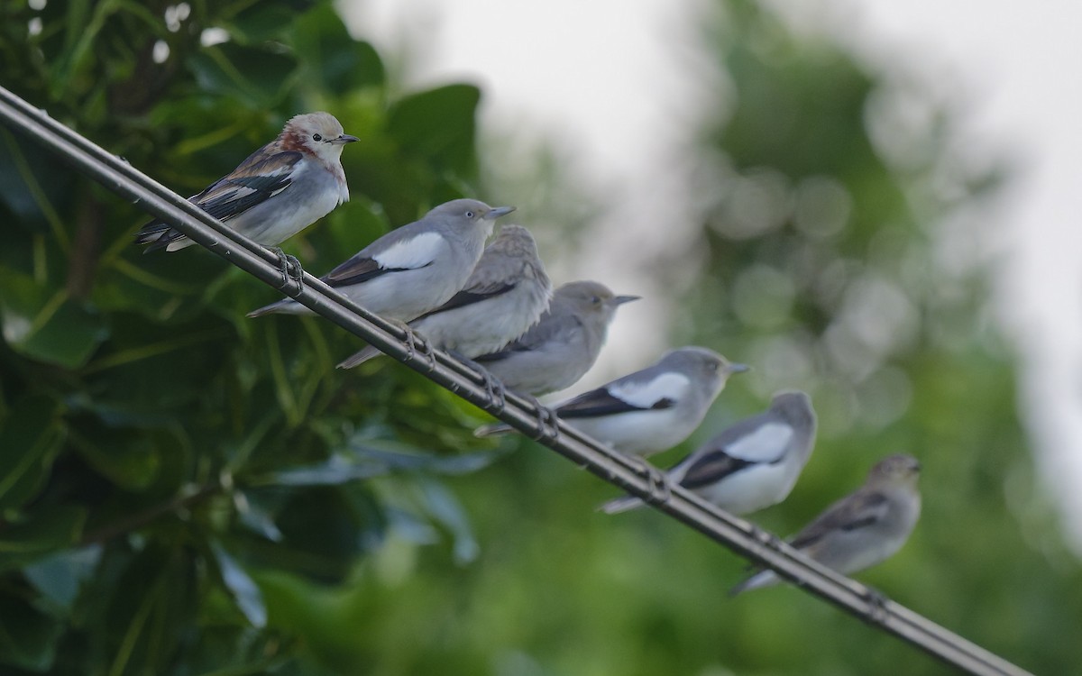 Chestnut-cheeked Starling - ML644591656