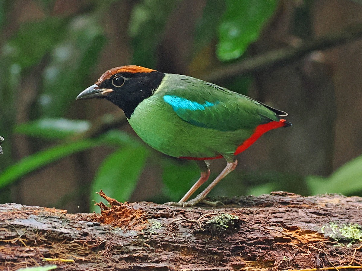 綠胸八色鳥 - ML644591659