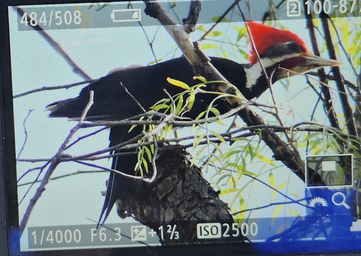 Black-bodied Woodpecker - ML644591662