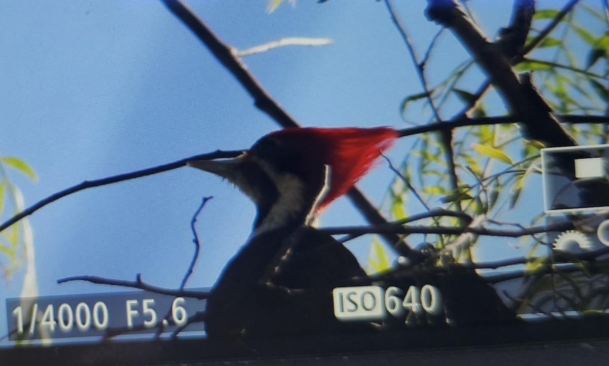 Black-bodied Woodpecker - ML644591663