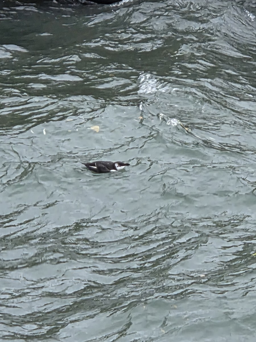 Razorbill - ML644591678