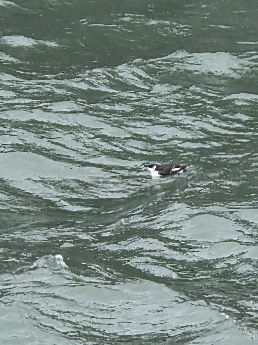 Razorbill - ML644591679