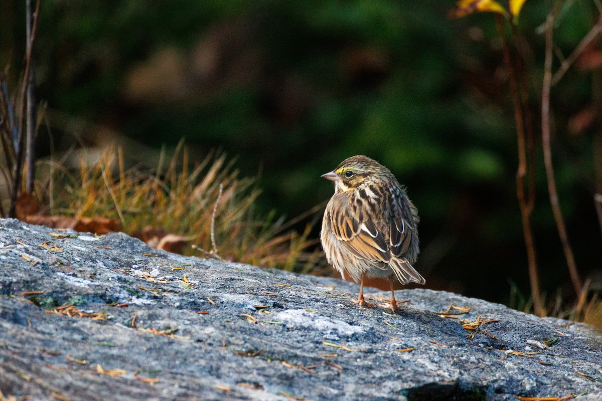 strnadec luční - ML644591696