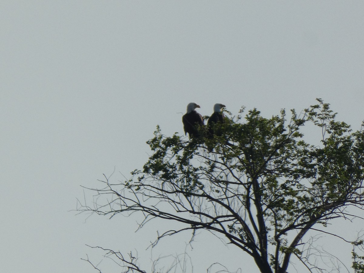 Pigargo Americano - ML644591697