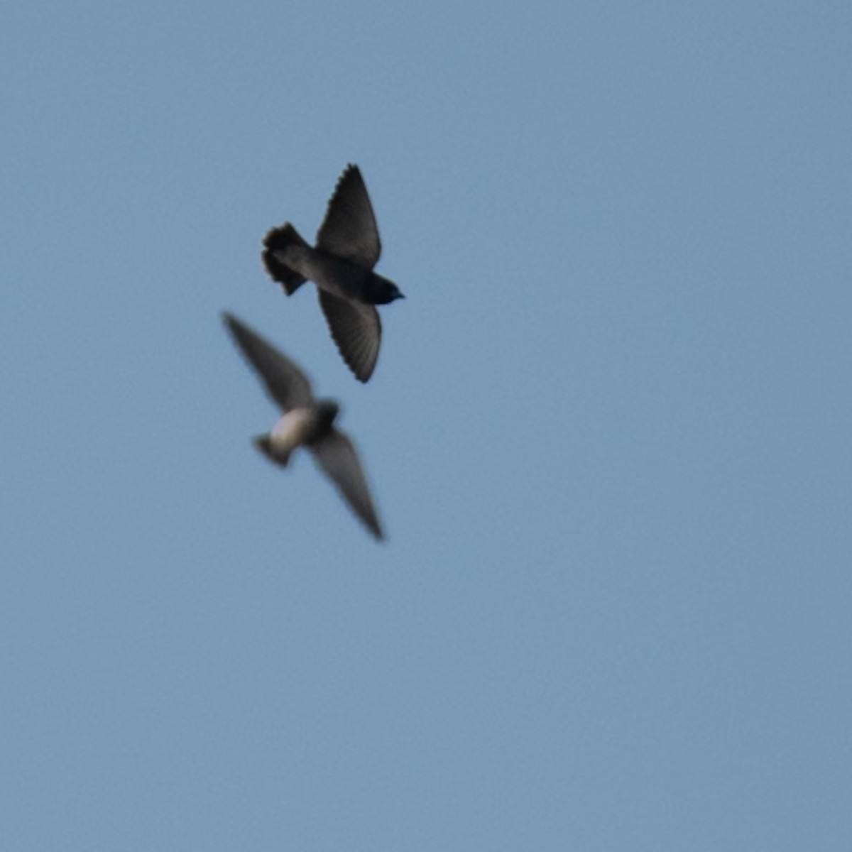 Grauschwalbenstar - ML644591704