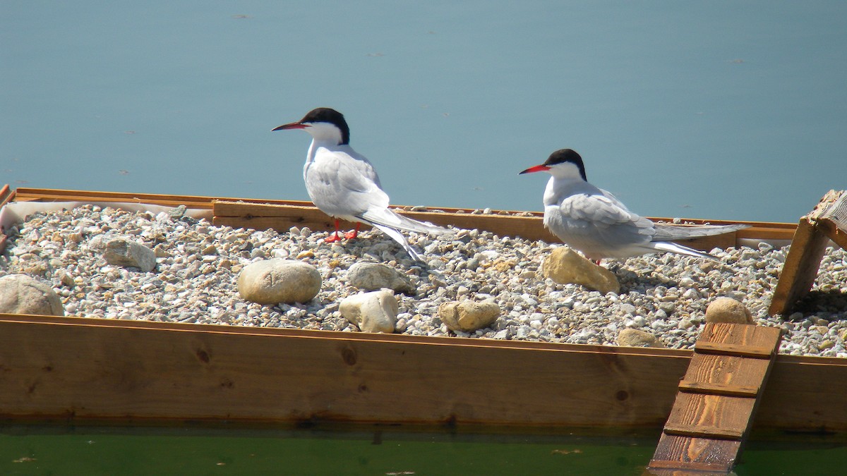 Common Tern - ML644591706