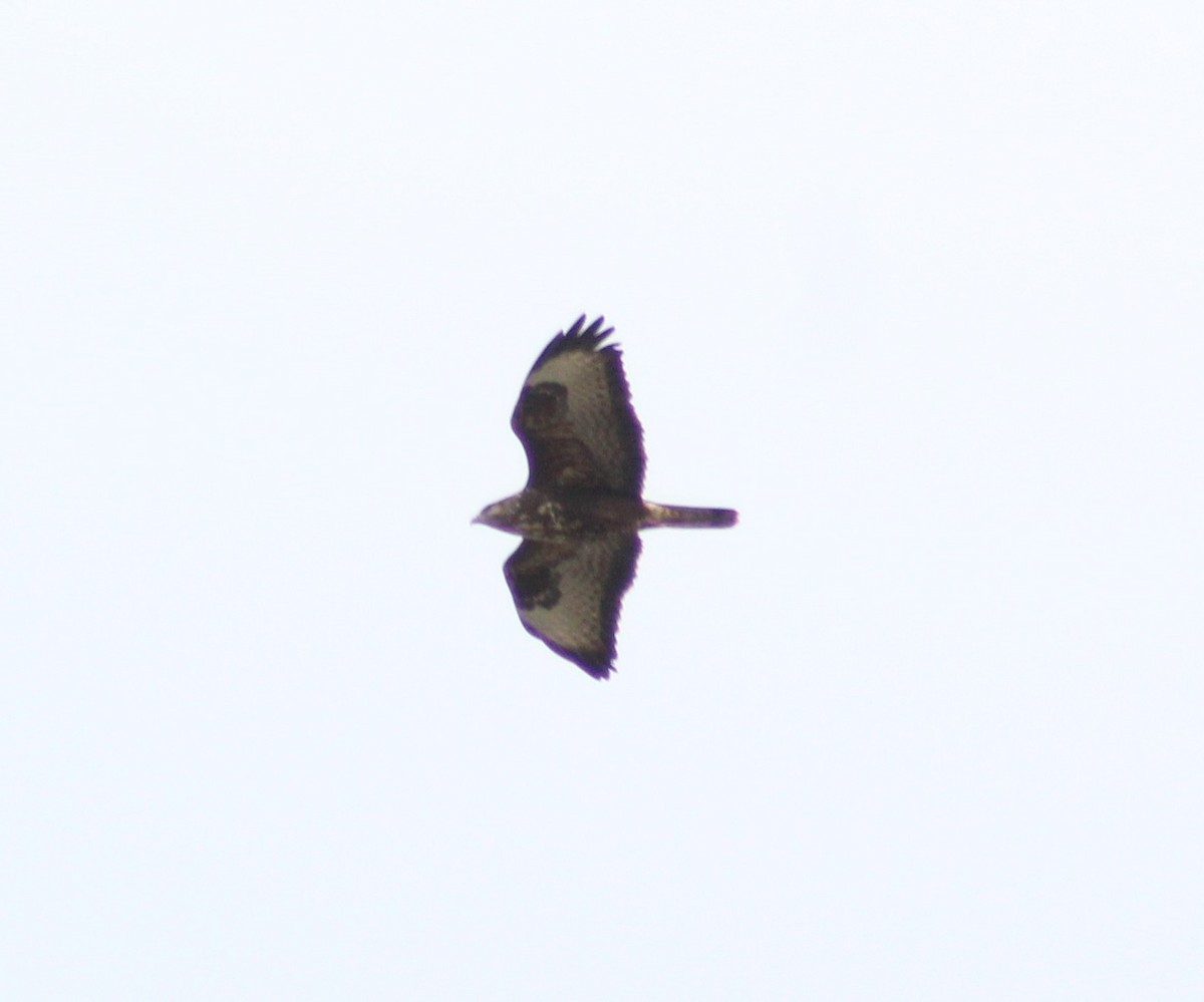 Канюк sp. - ML644591712