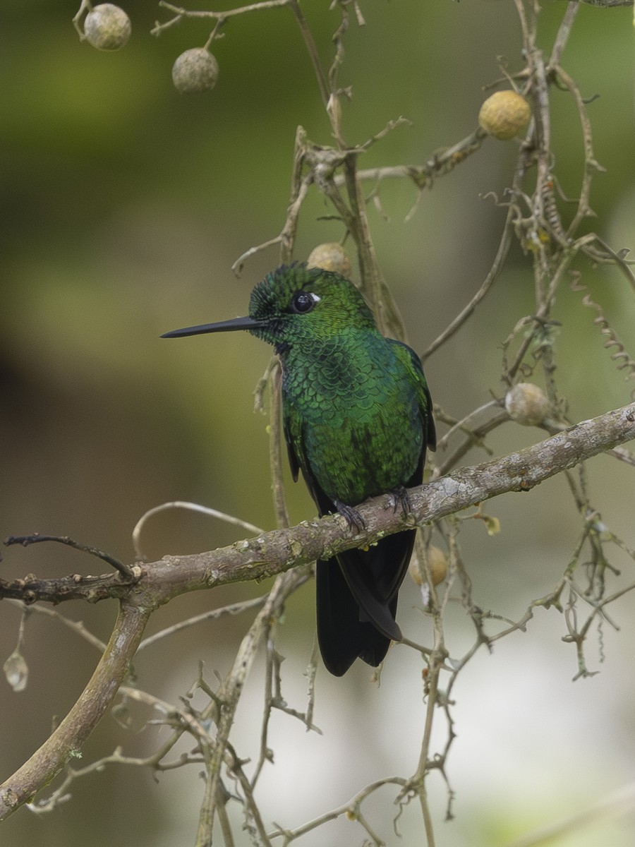 Колібрі-діамант колумбійський - ML644591716