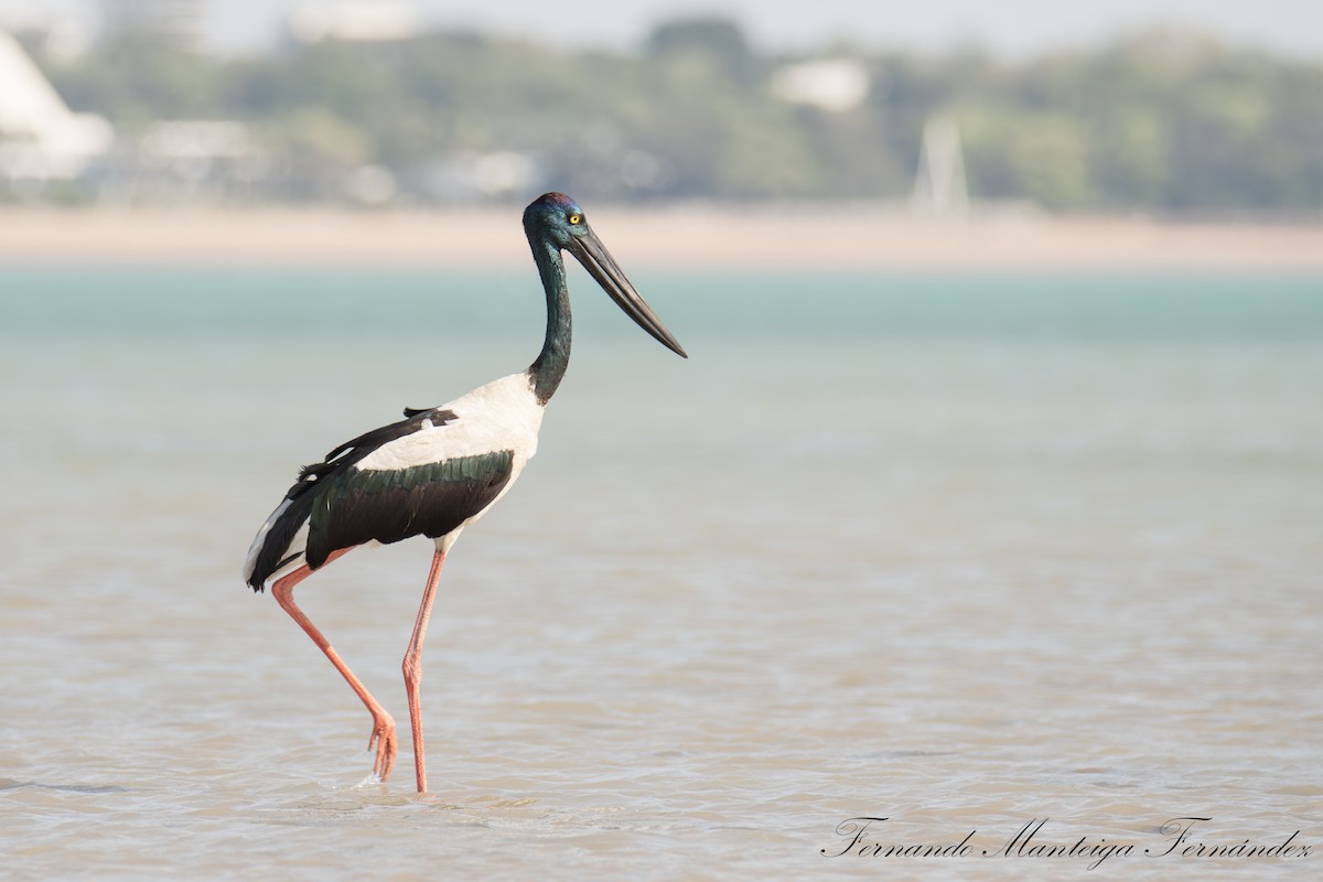 svarthalsstork - ML644591717