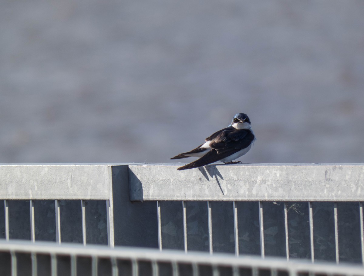 White-rumped Swallow - ML644591719