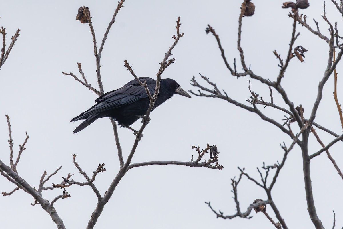 Corbeau freux - ML644591721